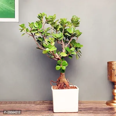 Baishnab Ficus Plant FA9968607pl-thumb2