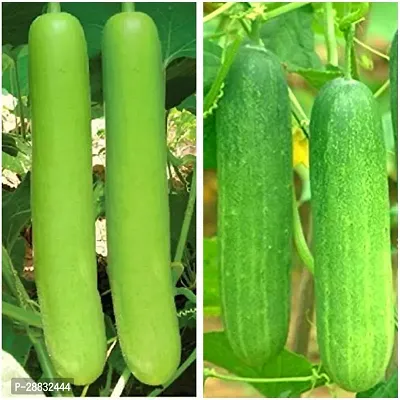 Baishnab Combo seed 500ps mc ftu Hybrid Combo Lauki Bottle Gourd   Kheera Cucumber Seeds500PIECE