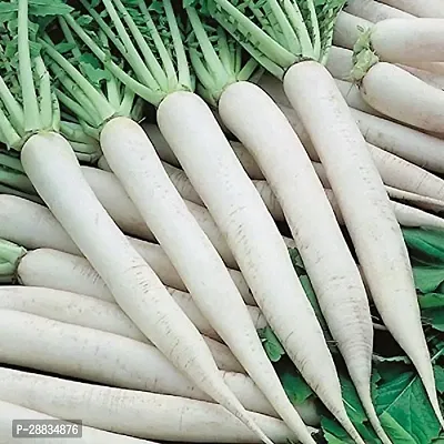 Baishnab Seed 100per packet XF449 Vegetable Radish Seeds For Kitchen Garden 100 Seed100PIECE-thumb0