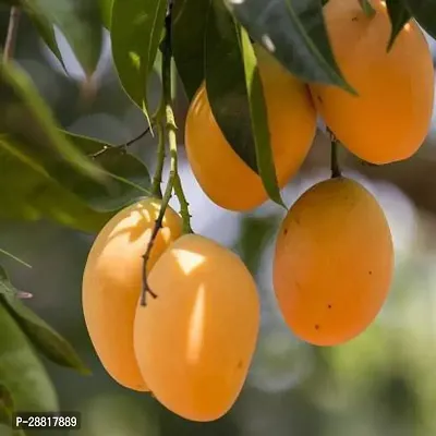 Baishnab  Safeda  Grafted Mango Plant Mango Plant-thumb0