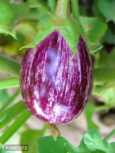 Baishnab Earth Seeds R 07Brinjal SEEDS  34100PIECE