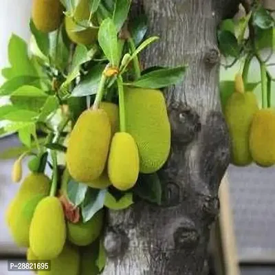 Baishnab  Jackfruit Baishnab Jackfruit Plant