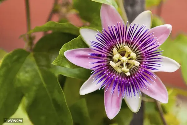 Baishnab  Alo Gardening Passion Flower PlantCFA38-thumb0