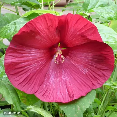 Baishnab  Gaint Red Mallow Hibiscus Plant CFA185-thumb0