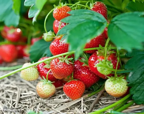 Baishnab Strawberry Plant Strawberry-thumb0