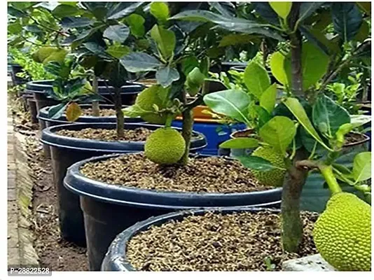 Baishnab  Jackfruit Plant14 Jackfruit Plant