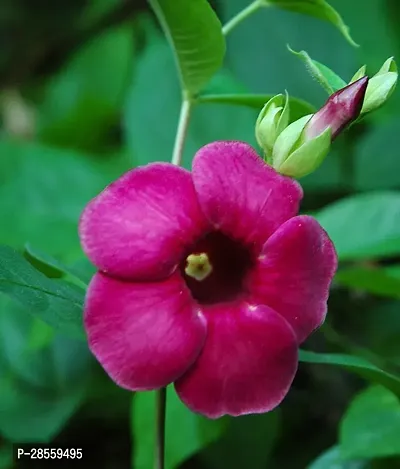 Baishnab Thunberjia Plant Purple AllamandaThunbergia Erectablue trumpet Vine evergreen wineBlue Skyflower-thumb2