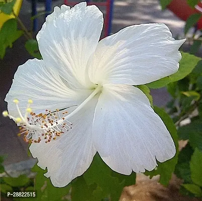 Baishnab  Live White GudhalHibiscus Beautiful Flow-thumb0