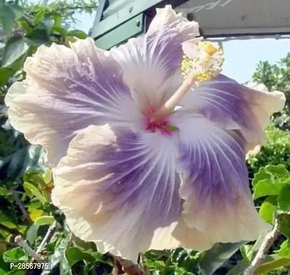 Baishnab Hibiscus Plant Getflix Rare Chemparathi Plant Exotic Hibiscus Yellow Pink red1 Healthy Live Plant-thumb0