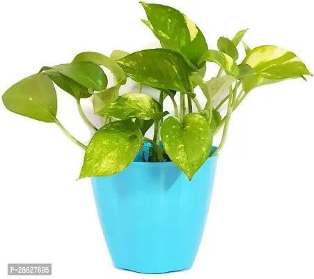 Baishnab  Natural PLANT Air Purifying Green Money P