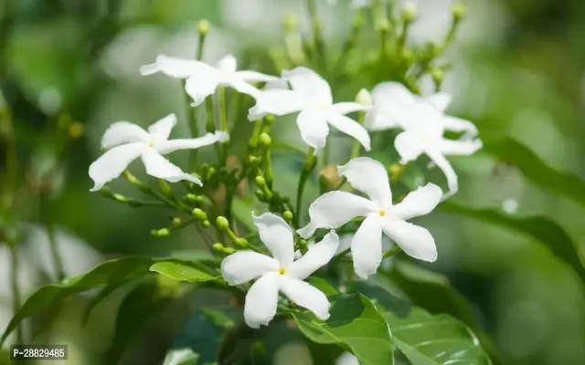 Baishnab  JasmineTagor Flower Plant J5 Jasmine P-thumb0