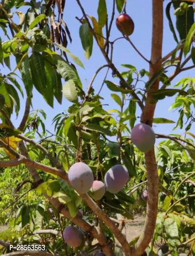 Baishnab Mango Plant PaheriPairi Grafted Mango Plant.-thumb0