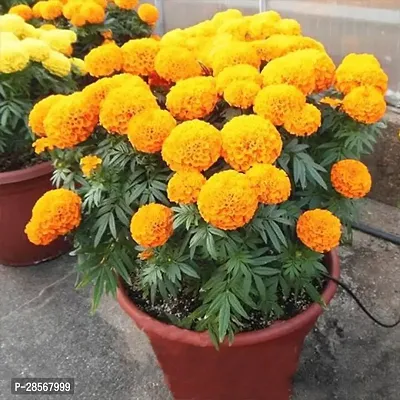 Baishnab Marigold Plant marigold live plant-thumb0