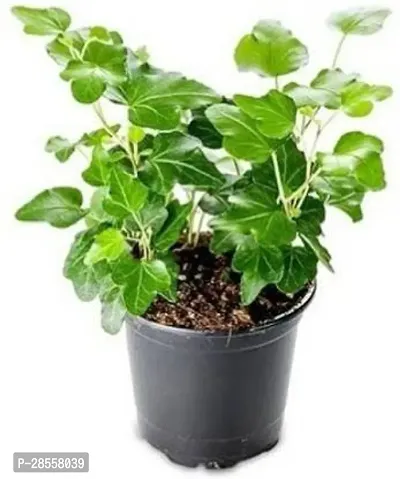 Baishnab Ivy Plant Ivy plant English ivycommon ivy plant-thumb0