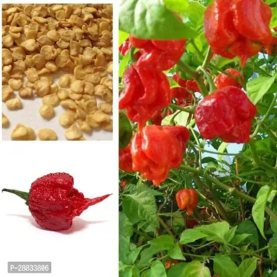 Baishnab Chilli seed 100 per packet gg F1 Hybrid Carolina Reaper Pepper Chilli100PIECE-thumb0