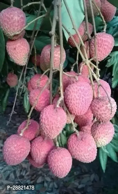 Baishnab  Seedless litchi plants Litchi Plant