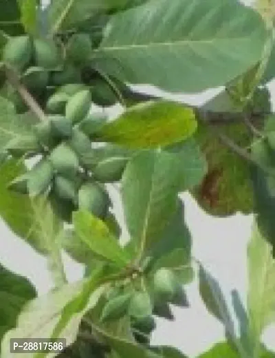 Baishnab  Kath Badam Plant Fruit And Fruit Tree K00