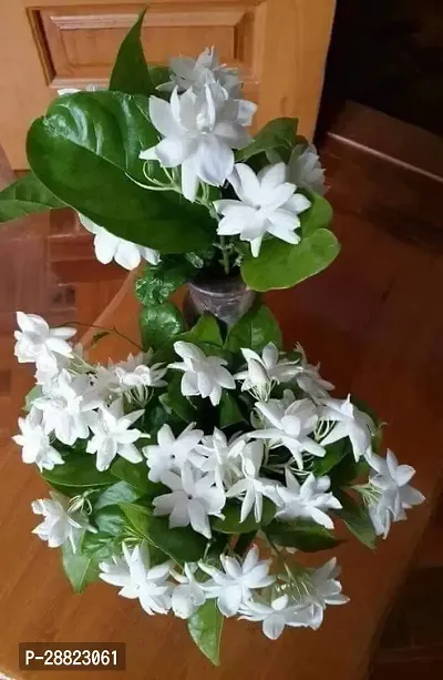 Baishnab  Night Bloom Jasmine Flower Live Plant CF-thumb0