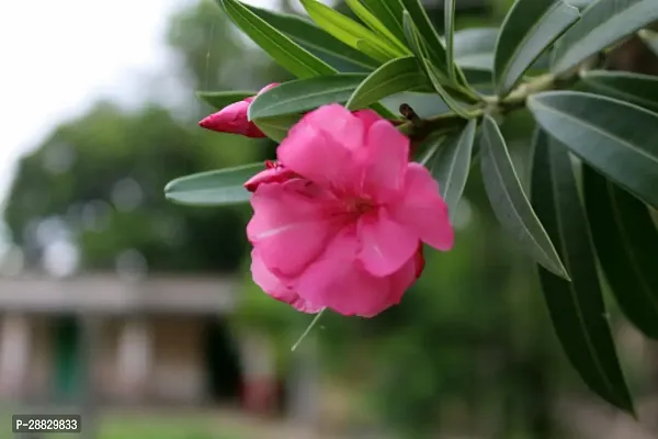 Baishnab  Olender Plant A21 Oleander Plant