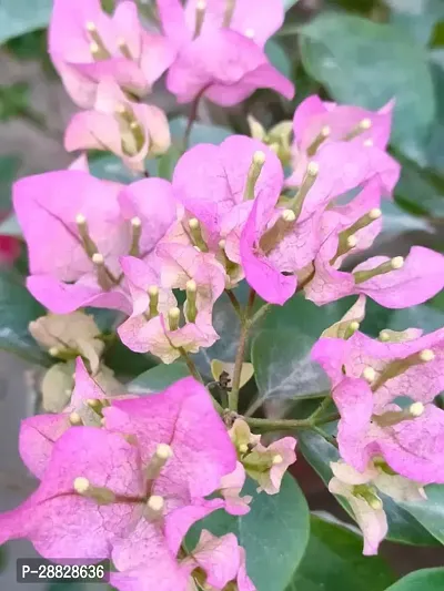 Baishnab  Bougainvillea Plant CF00058 Baugainvill