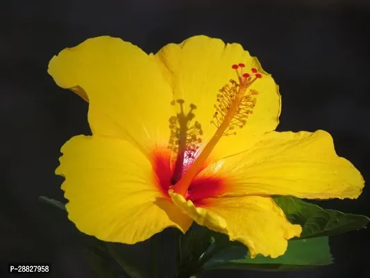 Baishnab  Hibiscus Yellow Plant CF007 Hibiscus Pl-thumb0