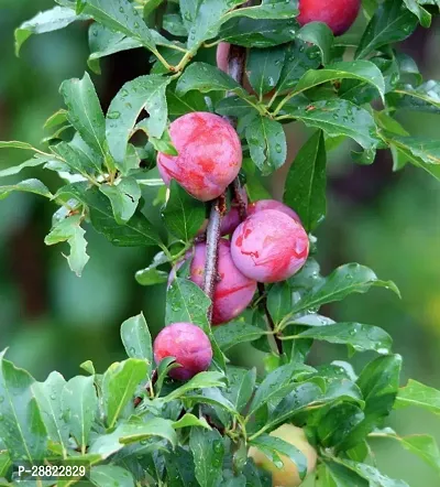 Baishnab  Live Plum Aalu Bhukhara Plant