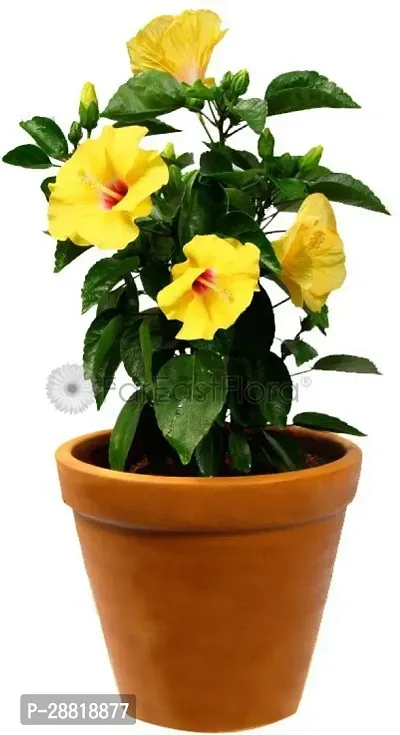 Baishnab  LiveAK416 Hibiscus Plant-thumb0