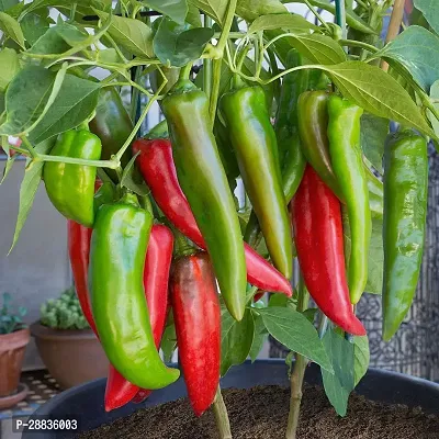 Baishnab Chilli Plant Seeds 50pc RBUIS50PIECE