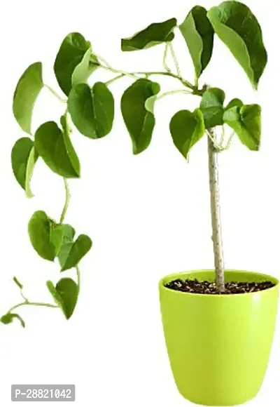 Baishnab  Ayurvedic gurcha giloy plants 105 Giloy P-thumb0