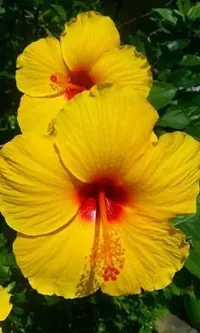 Baishnab Hibiscus Plant Hibiscus rose plant (multicolour)-thumb1