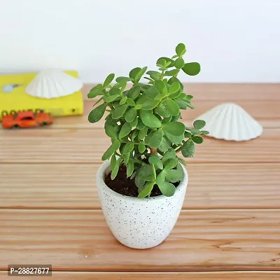 Baishnab  live jade plant Jade Plant-thumb0