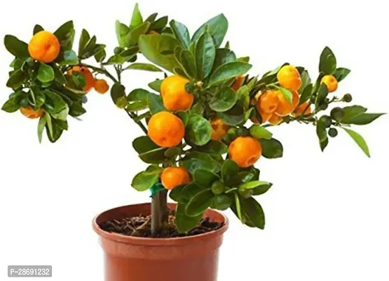 Baishnab Orange Plant Kesar Orange Plant For Outdoor Garden-thumb0