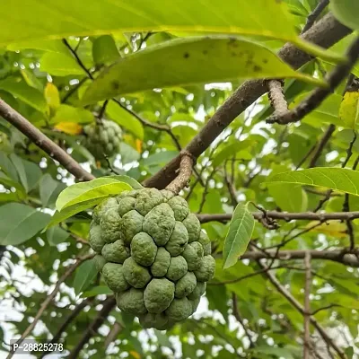 Baishnab  Custard Apple Live Plant CF00141 Custar-thumb0