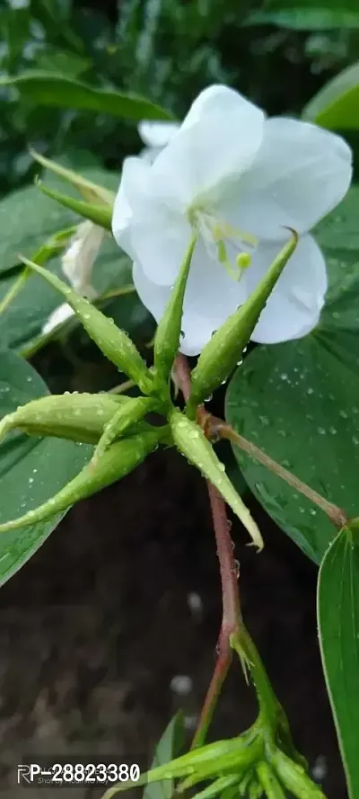 Baishnab  Bauhinia flower plant CFO471 ZZ Plant