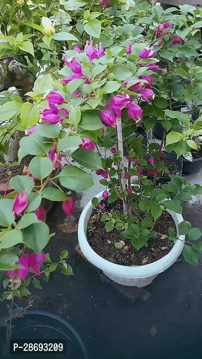 Baishnab Baugainvillea Plant Bougainvillea Plant CF000184