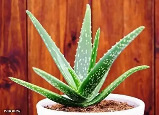 Baishnab Aloe Vera Plant aloe vera palnt for ayurvedic uses.-thumb0