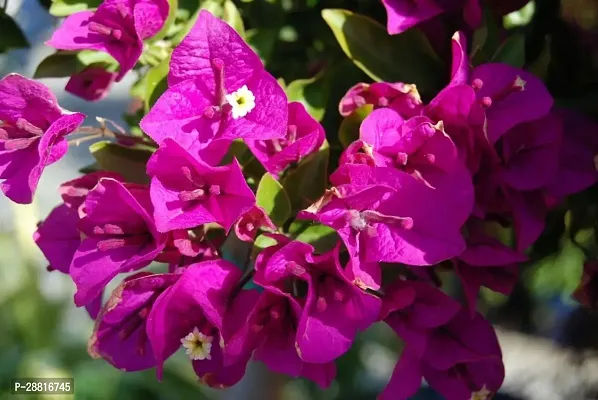 Baishnab  Bougainvillea Purple Plant Baugainvillea-thumb0