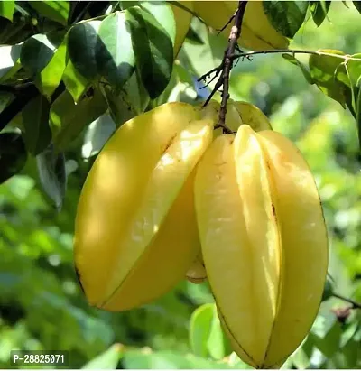 Baishnab  sn11 Star Fruit Carambola Grafted Plant