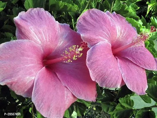 Baishnab Hibiscus Plant HIBISCUS PLANT-m-11