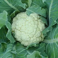 Baishnab CAULIFLOWER SEEDS 60psPOL00026560PIECE-thumb1