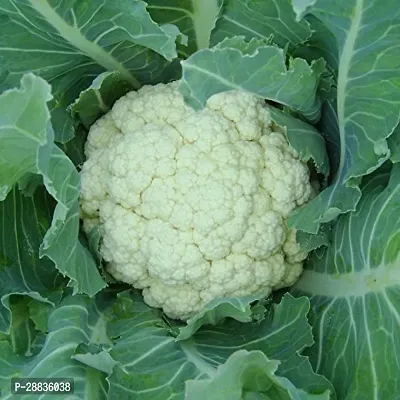 Baishnab CAULIFLOWER SEEDS 60psPOL00026560PIECE-thumb2