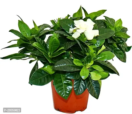 Baishnab Jasmine Plant Gardenia Jasmine Live Natural Plant with Pot-thumb0