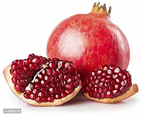 Baishnab Pomegranate Plant PomegranateBedanaDalim GraftedRare Expensive Fruit Live Plant Punica Granatum Plant-thumb3