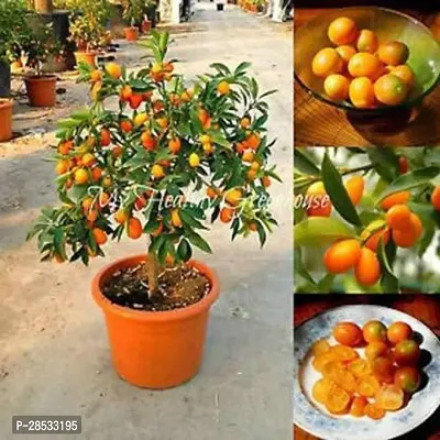 Baishnab Orange Plant Orange plant mc gyuui-thumb0