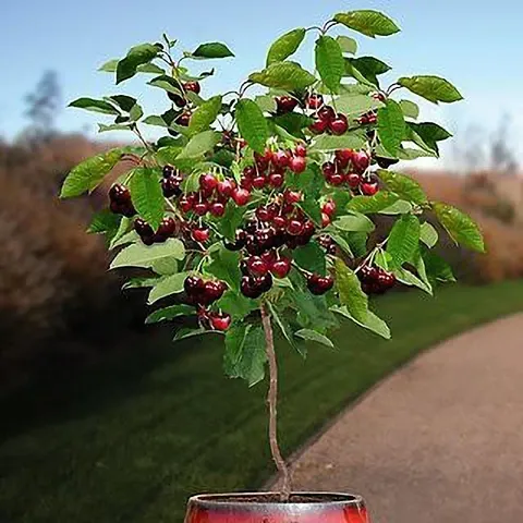 Trendy Plant & Planters 