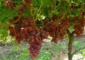 Baishnab Grape Plant Crimson Grapr Plant-thumb1