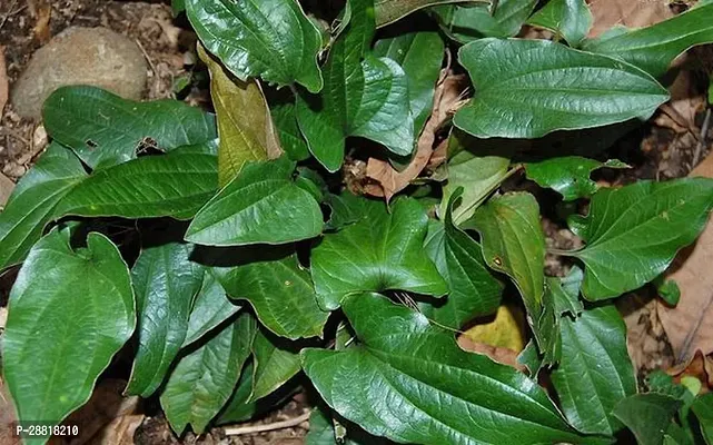 Baishnab  PLANTAROGYAPACHA Heart Leaf Oxycardium P