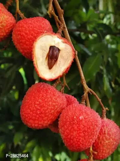 Baishnab  lq11 Litchi Plant