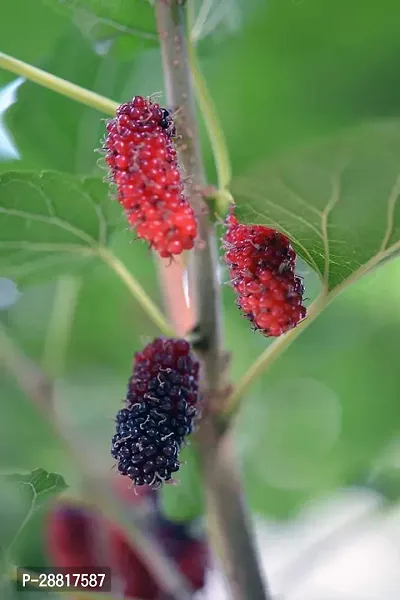 Baishnab  Mul Berry Plant 048 ShahtootMulberry Pla