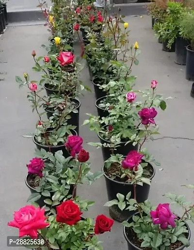 Baishnab  Rose Plant  Big Rose 5 size Plant  Ros